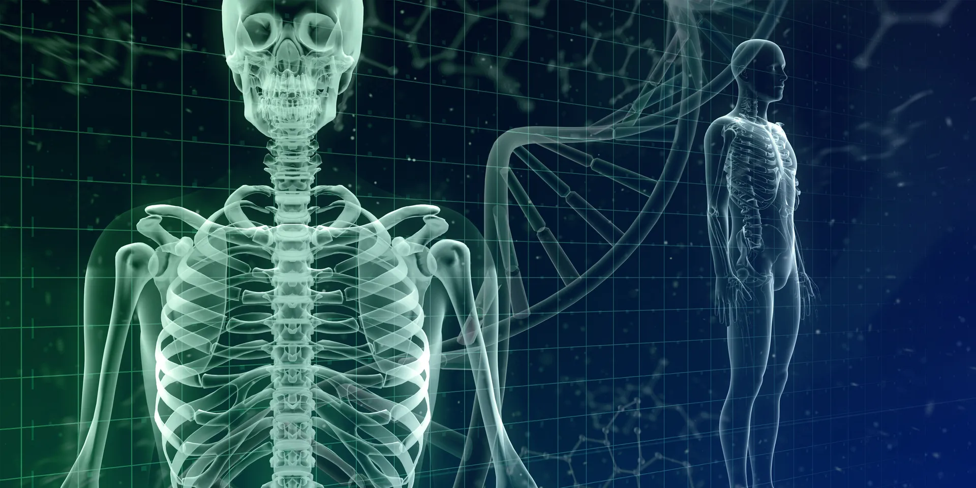 La radiographie d’un être humain.