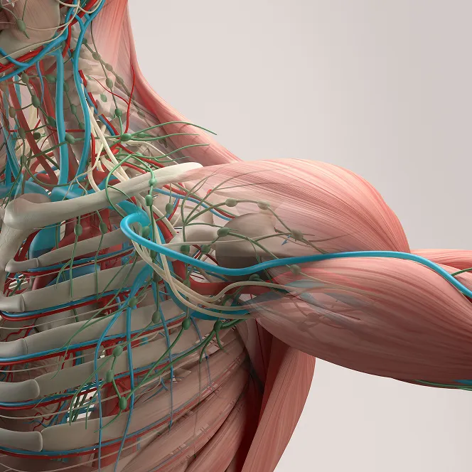 La structure d’une épaule. On y voit notamment les os du thorax, les vaisseaux sanguins, les artères et les muscles.
