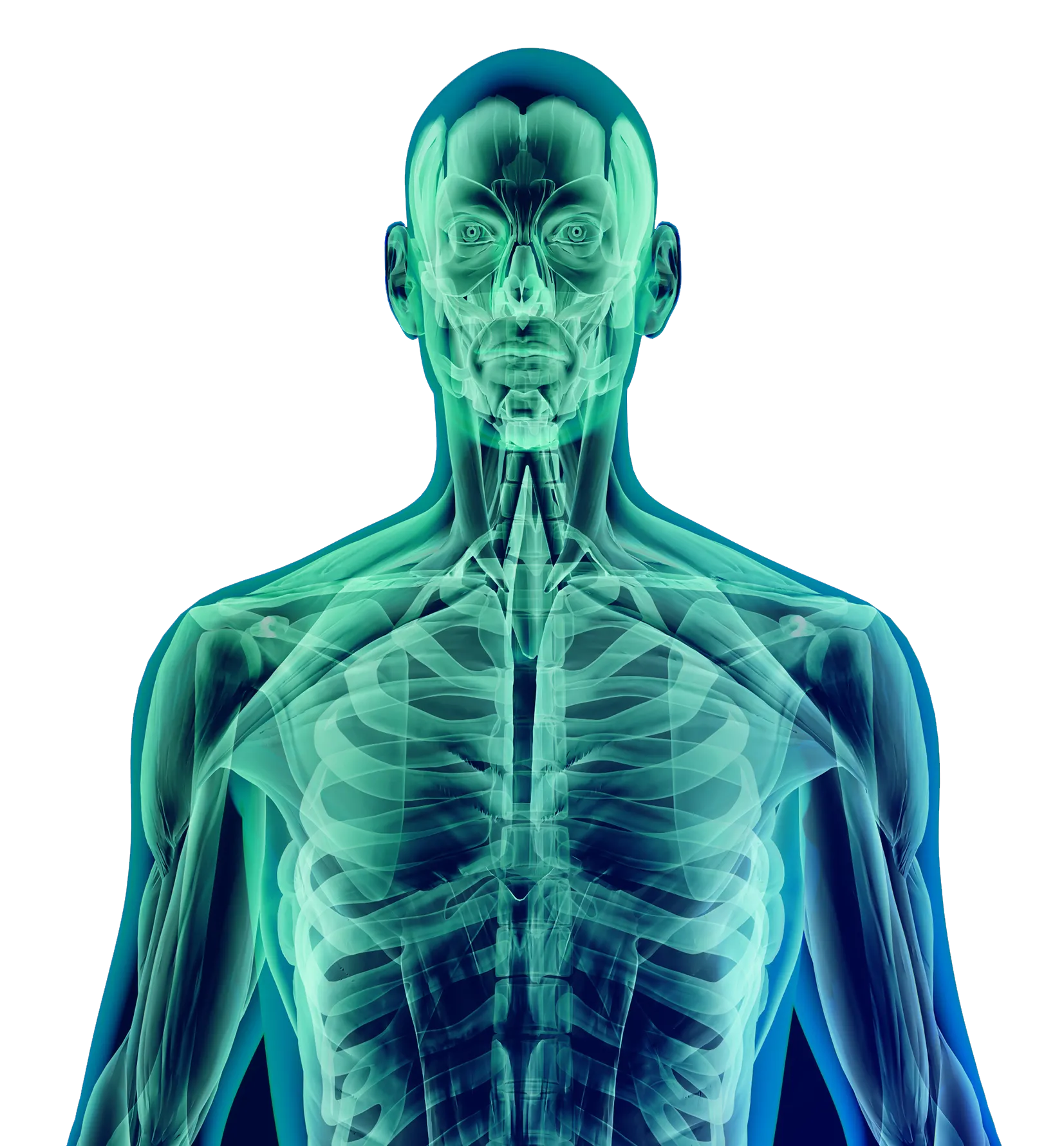Une image de radiologie montrant les os et les muscles d’une personne.